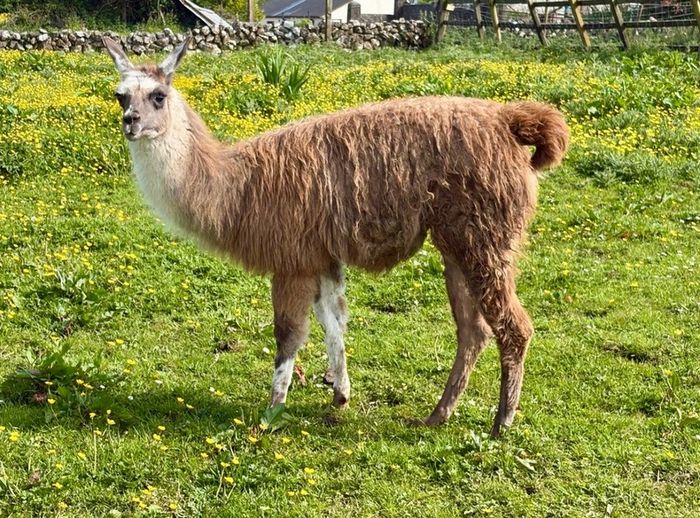 Llamas