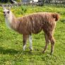 Llamas Image 5