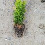Box Hedging Image 4