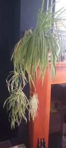Spider plant 18cm pot