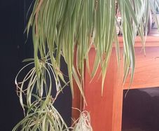 Spider plant 18cm pot