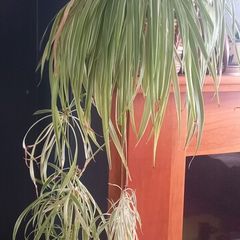 Spider plant 18cm pot