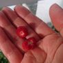 Wild Strawberry plant seedlings bare root Image 8