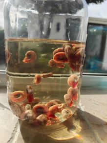 Ramshorn snails for bait