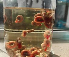 Ramshorn snails for bait