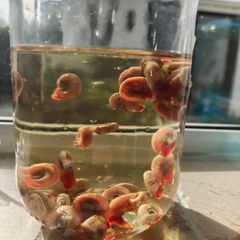 Ramshorn snails for bait