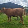Springers Image 7
