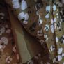 brown floral ruffle dress Image 5