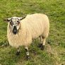 Texel cross ram lamb Image 2