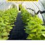 weed barrier Image 3