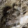 Pit silage Image 7