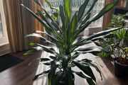 Dracaena Burley