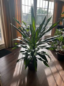 Dracaena Burley
