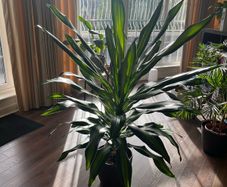 Dracaena Burley