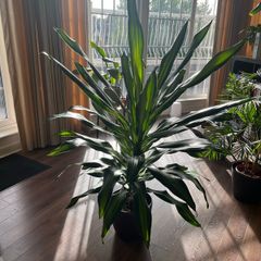 Dracaena Burley