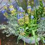 Muscari clumps Image 3