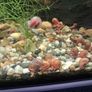ramshorn snails Image 3