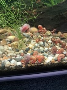 ramshorn snails