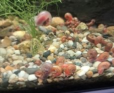 ramshorn snails