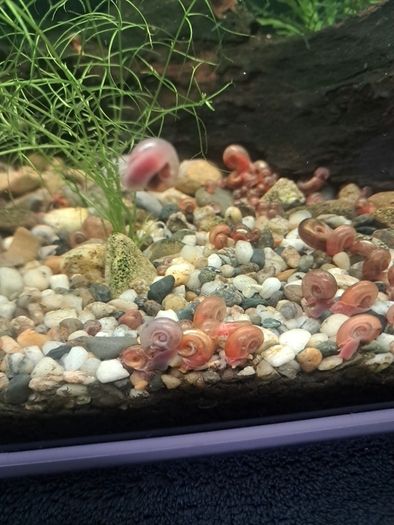 ramshorn snails