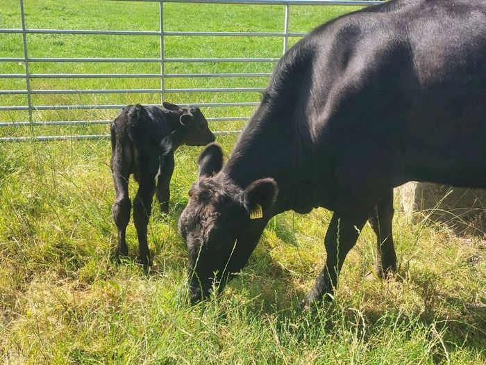 Aa Heifer With Bull Calf At Foot