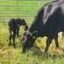 Aa Heifer With Bull Calf At Foot Image 3