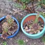 Blooming now Mature Succulent Arrangements in Glazed CeramicPot Image 6