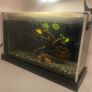 Small Fish Tank Image 2
