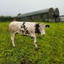 Calves Image 3
