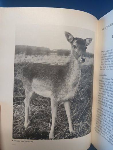 Fallow Deer book