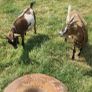 Female Pygmy Goats Image 6
