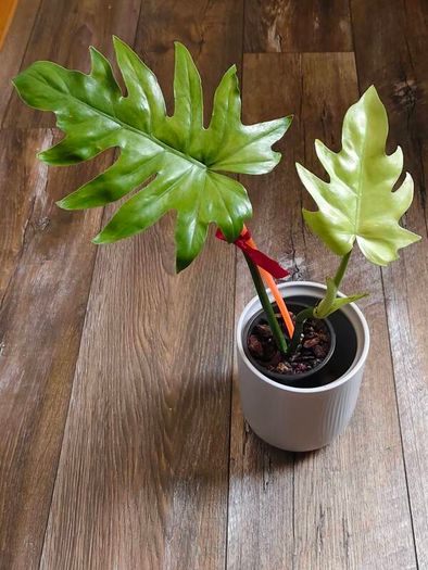 No.1 Philodendron Radiatum Variegated