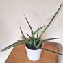 Healthy Sansevieria Cylindrica (African Spear) in Ceramic Pot Image 4