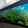 Shallow Fish Tank Image 2