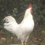 Leghorn Roosters Image 10