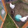 Chicken coop Image 6