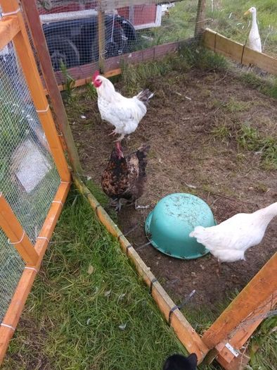 Chicken coop