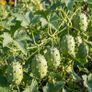 (K) Kiwano Horned Melon seeds 0.3g (608645) Image 3