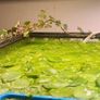 Ramshorn snails and floating plants Image 7