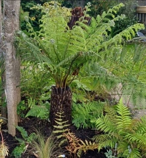 2ft Dicksonia Antartica tree fern