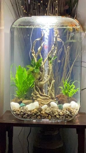 fish tank