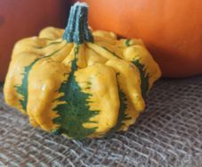 Decorative Pumpkin Seeds