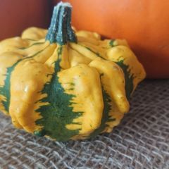 Decorative Pumpkin Seeds
