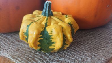 Decorative Pumpkin Seeds