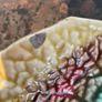 Antique Victorian Majolica Begonia Leaf Plates Image 4