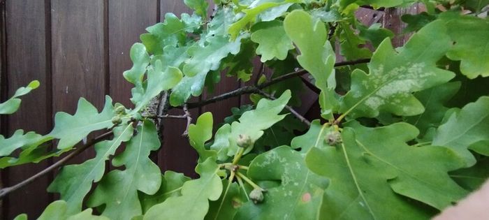 Mature Oak Tree in a Pot
