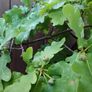 Mature Oak Tree in a Pot Image 6