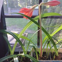 Amaryllis plant