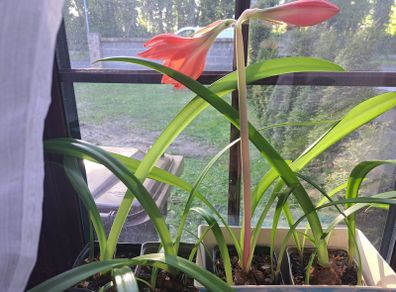 Amaryllis plant