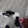 Kittens Looking Loving Home Image 3